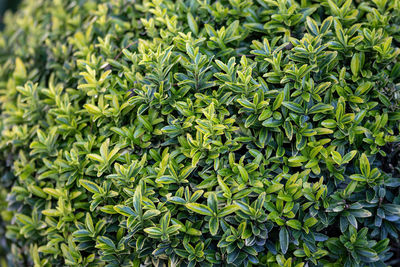 Full frame shot of fresh green plants