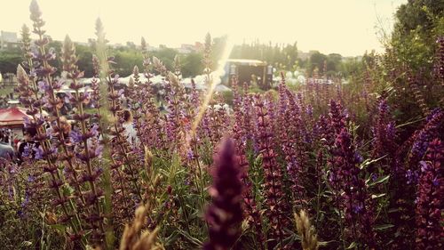 Close-up of flowers blooming in field