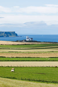 Scenic view of agricultural field against sky