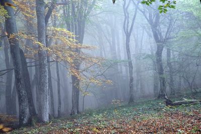 Trees growing in forest during autumn