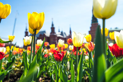 Close-up of yellow tulips