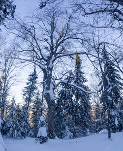 Bare trees on snow covered land