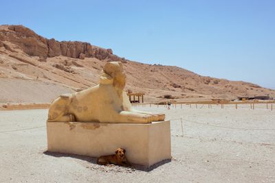 Dog looking for shade next to the temple of hatshepsut