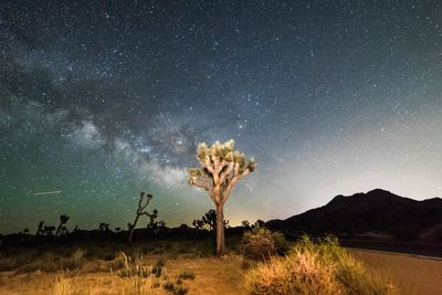 Trees on field against sky at night