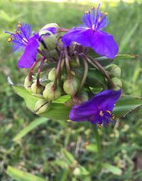 Close-up of purple flowers