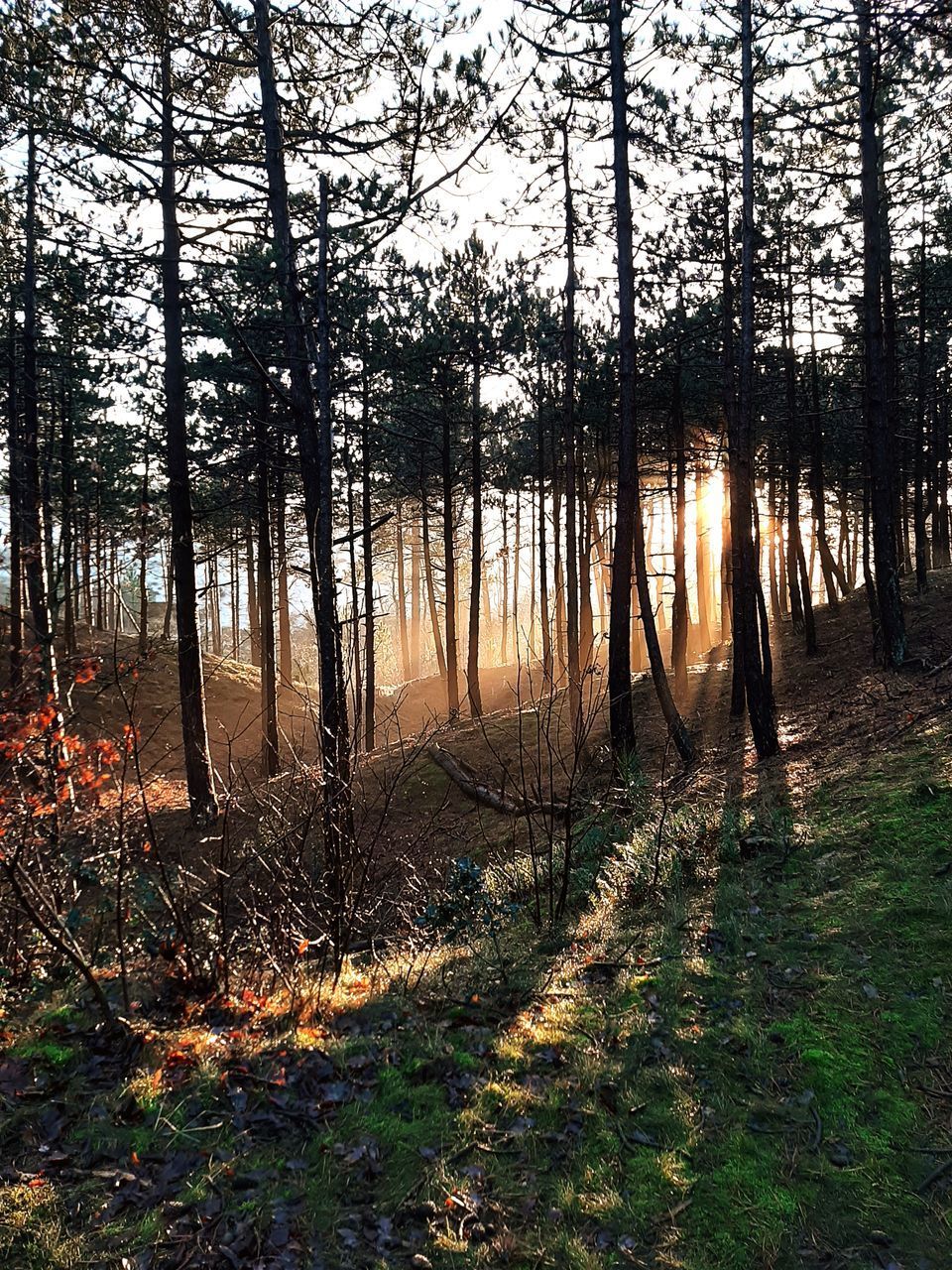 VIEW OF TREES GROWING IN FOREST