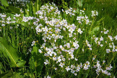 White flowering plants on field