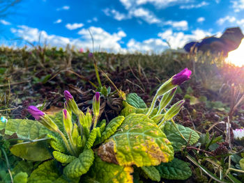 Close-up of plant growing on field against sky