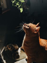 Close-up of a cat looking away