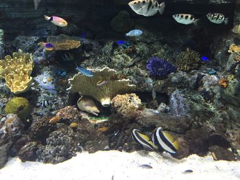 High angle view of fish swimming in aquarium