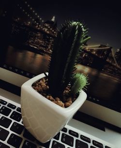 Close-up of succulent plant on table