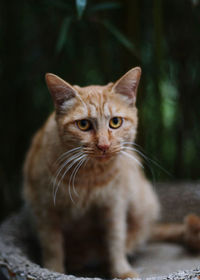 cat