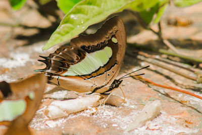 Close-up of butterfly on leaf