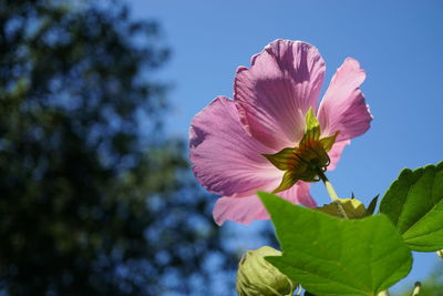 Close-up of hibiscus blooming against sky