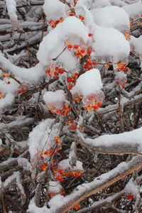 Snow covered trees