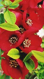 Close-up of red flowers