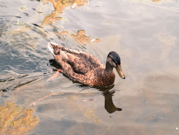 High angle view of duck swimming in lake