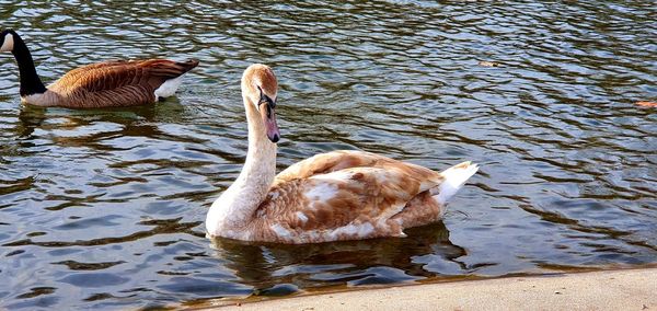 High angle view of duck swimming on lake