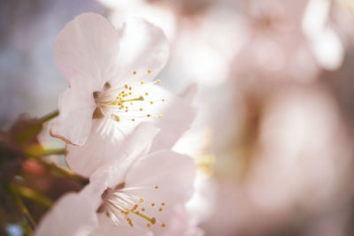 Close-up of white cherry blossom