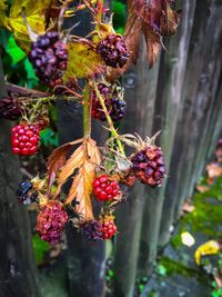 Close-up of fruits hanging on tree