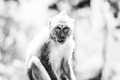 Portrait of monkey