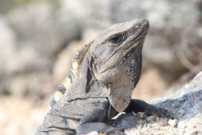 Close-up of lizard on rock