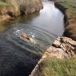 High angle view of bird in water