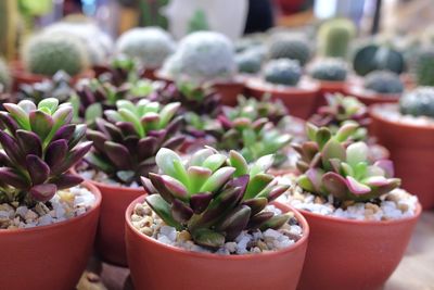 Close-up of succulent plant in market