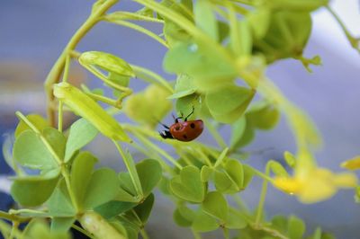 Close-up of insect on leaf