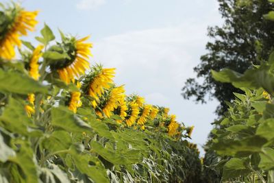 Close-up of yellow flowering plant against sky