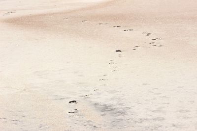 High angle view of birds on sand at beach