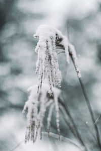 Close-up of frozen plant