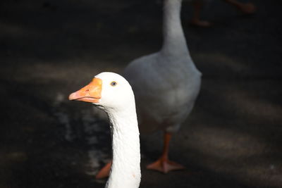 Close-up of a bird