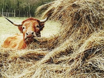 Rural grazing on field