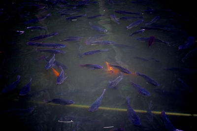 Close-up of fish underwater