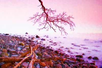 Close-up of plant on rock against sky