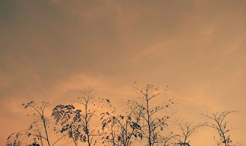 Low angle view of bare tree against dramatic sky