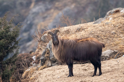 A himalayan tahr standing on a cliff in the himalayan mountains.