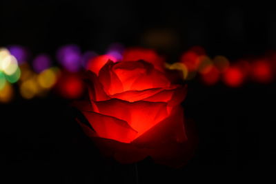 Close-up of red rose against black background