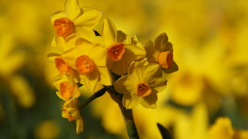 Close-up of yellow flowers blooming outdoors