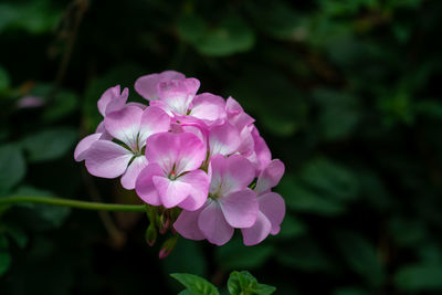 Close-up of pink flowering plant