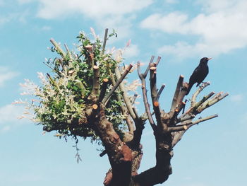 Low angle view of black bird perching on tree against sky on sunny day