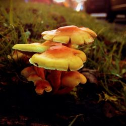 Close-up of mushroom