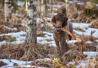 Dog on field during winter