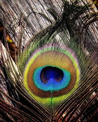 Close-up of peacock feathers