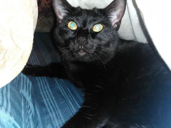 Portrait of black cat relaxing on floor