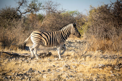 Plains zebra trots over rocks near bushes