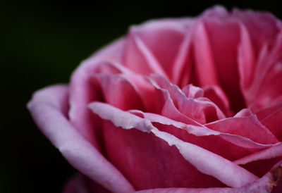 Close-up of pink rose