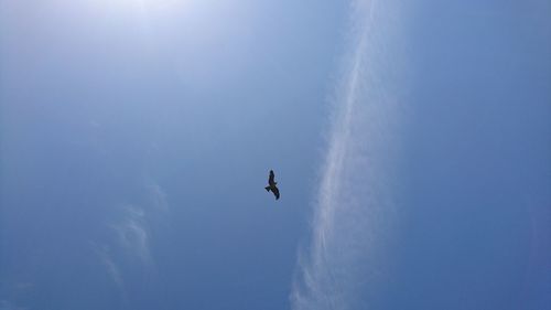 Low angle view of airplane flying in sky