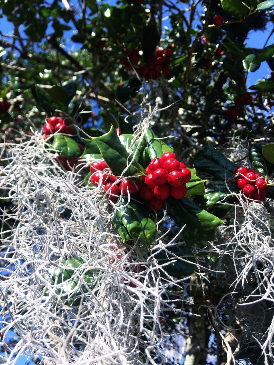 RED BERRIES GROWING ON TREE